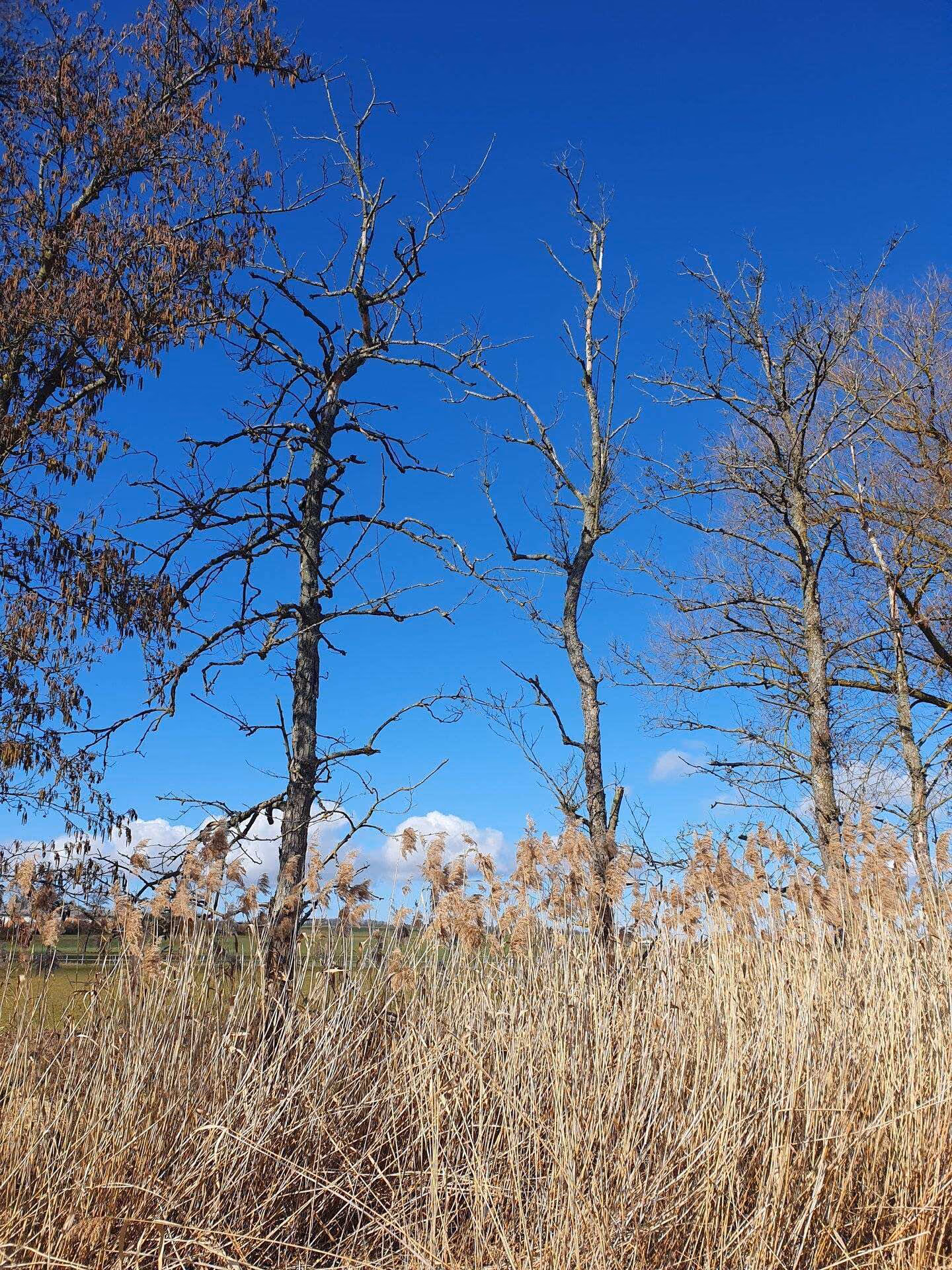 Einöd Natur