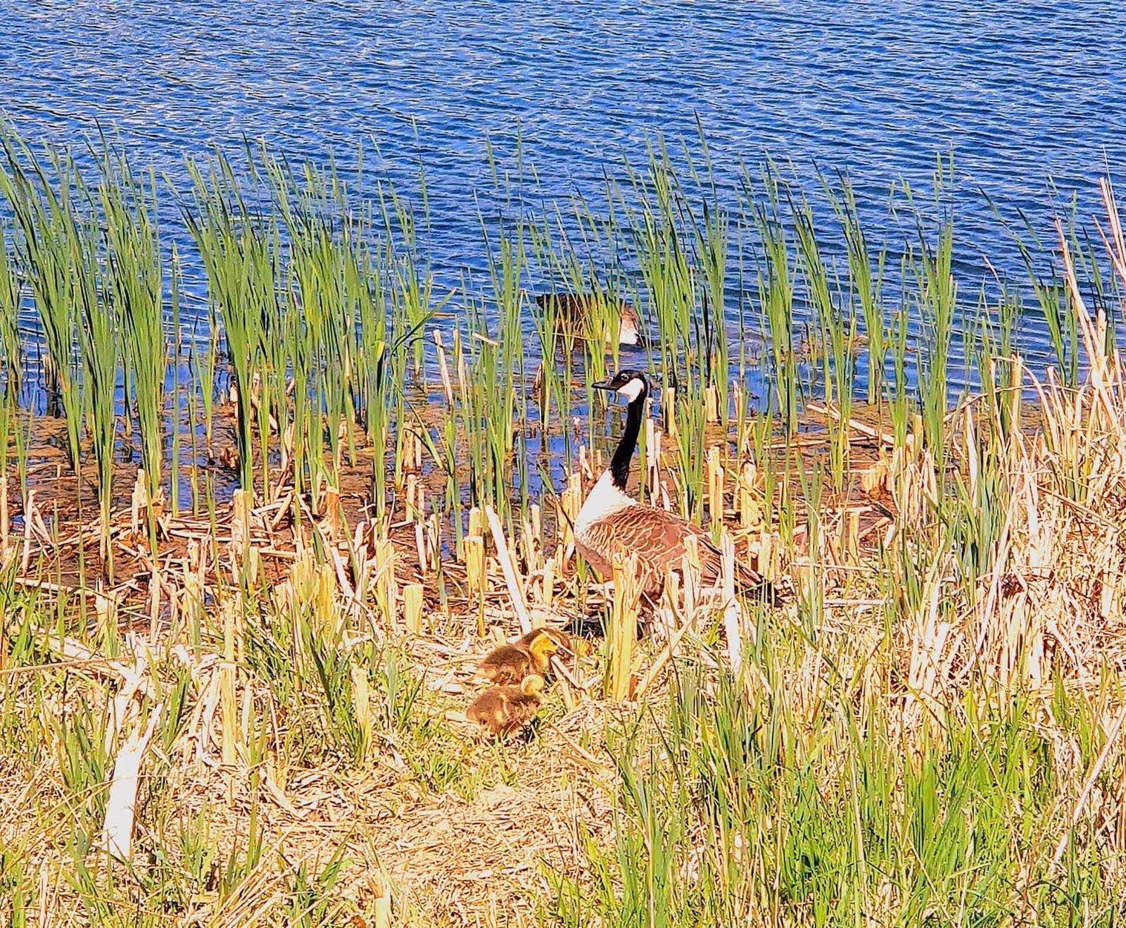 Goldbergsee Ufer